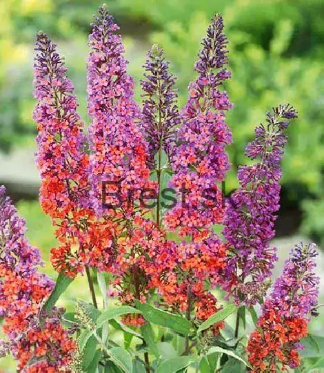 Buddleja 'Flower Power' 1,5 lit.